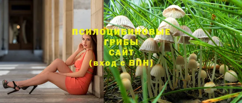 цены наркотик  ссылка на мегу рабочий сайт  Галлюциногенные грибы MAGIC MUSHROOMS  Почеп 